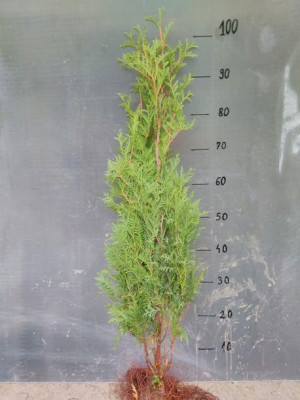 Thuja tuja brabant 80-100cm SUPER GĘSTY ŻYWOPŁOT!