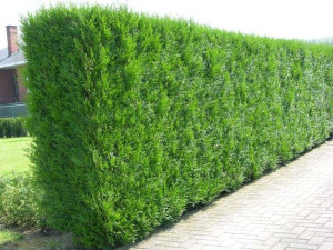 Thuja tuja brabant 60-80cm SUPER ŻYWOPŁOT! 50sztuK