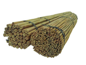 Tyczki bambusowe 150 cm 12/14 mm /100 szt/