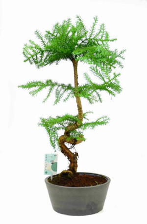 Bonsai Araukaria Araucaria Cunninghamii Drzewko szczęścia P25