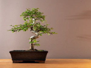 Bonsai Brzostownica japońska Zelkova S-forma P20