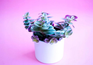 Tradescantia Nanouk, Trzykrotka P5