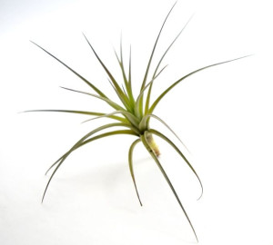 Tillandsia TENUIFOLIA  R~ 10 cm