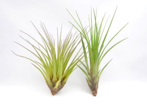 Tillandsia MELANOCRATER Mini ~6 cm