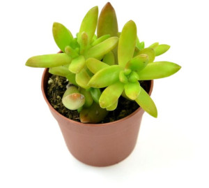 SEDUM  Adolphi, jasno zielone  ~  8 cm, p5