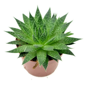 Aloe Aristata, Aloes Ościsty ~ 13 Cm P10