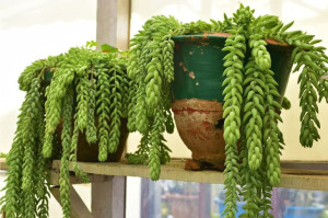 SEDUM  Burrito,  zwisające warkocze  -   14 cm  P8