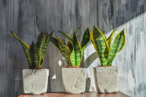 Sansevieria Futura Superba, Wężownica ~ 40 cm P12