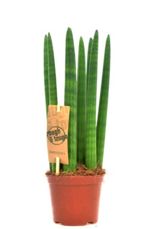 Sansevieria cylindrica,Sansewieria wężownica  ~ 30cm P10