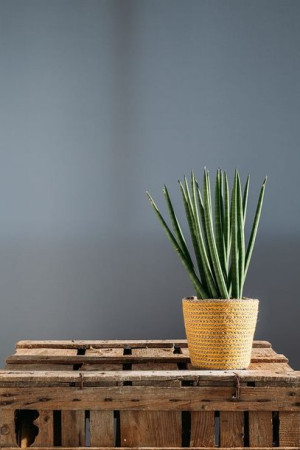 Sansevieria cylindrica,Sansewieria wężownica  ~ 17cm P6