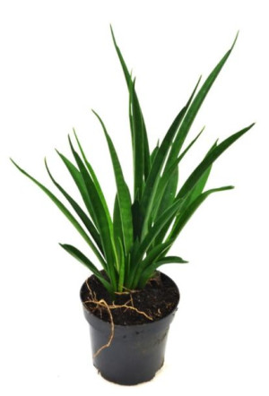 Sansevieria kirkii sansewieria wężownica P10