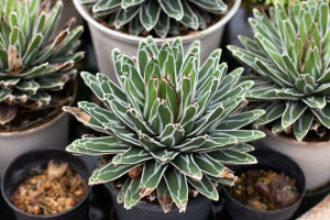 Agave victoriae-reginae Agawa P17