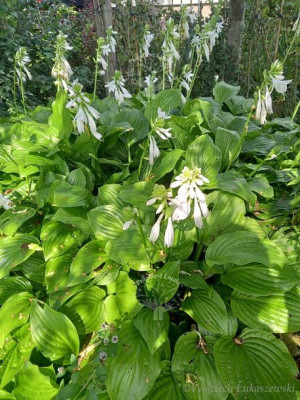 Funkia Hosta Fortunea Byliny Sadzonka zielona