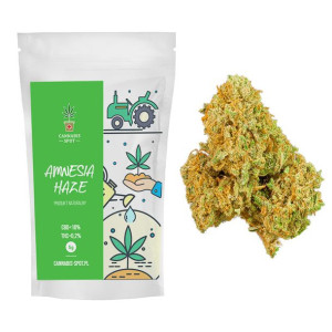 Amnesia Haze Susz Konopny CBD