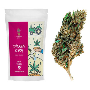 Cherry Kush Susz Konopny CBD