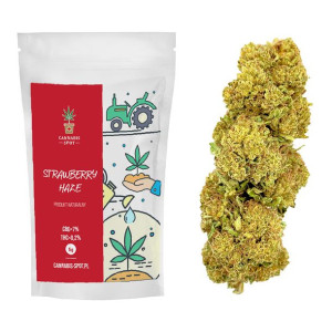 Strawberry Haze Susz Konopny CBD