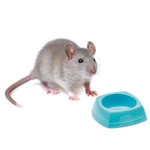 Savic Rodent Bowl - Miska Dla Gryzonia 8x8x3,5cm
