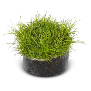 Eco Plant Eleocharis Parvula - Roślina Invitro Ok. 100 Sztuk