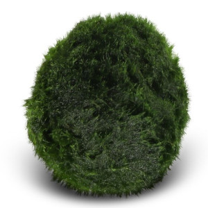 Eco Plant Marimo Ball Moss - Gałęzatka 5 - 7cm