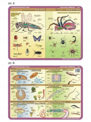 Podkładka edu. 052 - Anatomia: owady, pajęczaki..
