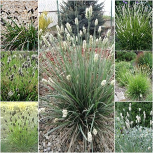Trawy ozdobne SESLERIA Kolekcja nasion Zestaw 4op.