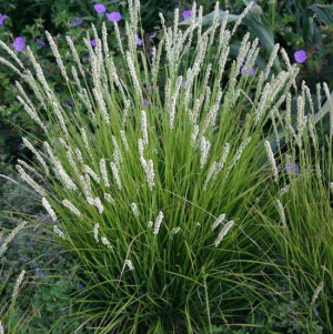 Trawa ozdobna SESLERIA LŚNIĄCA nasiona