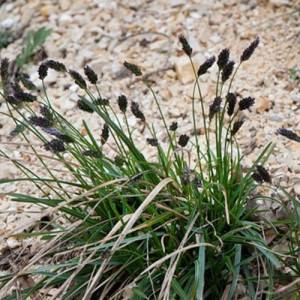 Trawa ozdobna SESLERIA SADLERA tatrzańska nasiona