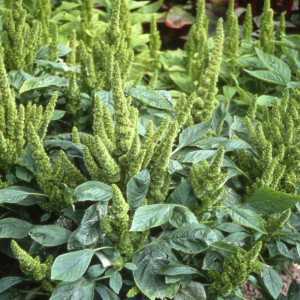 Amarantus olbrzymi GREEN THUMB jadalny nasiona