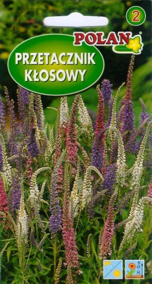 Przetacznik kłosowy MIX bylina skalna nasiona