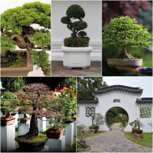 BONSAI KOLEKCJA NASION Nr5 Zestaw 4 opakowań
