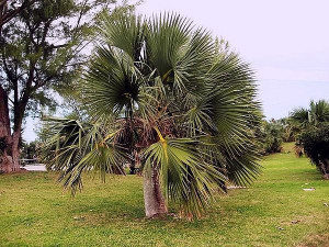 Palma BERMUDA PALMETTO Sabal bermudana nasiona