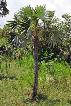Palma CUBAN SILVER Coccothrinax acuminata nasiona