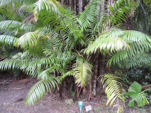 Palma NIBUNG PALM Oncosperma tigillarium nasiona