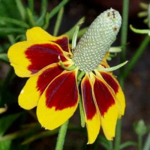 Ratibida MEXICAN HAT oryginalna bylina nasiona