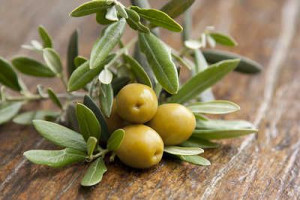 OLIWKA EUROPEJSKA superfoods DRZEWO OLIWNE nasiona