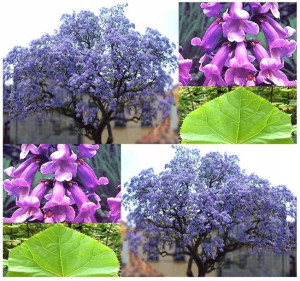 PAULOWNIA PUSZYSTA przepięknie kwitnie nasiona