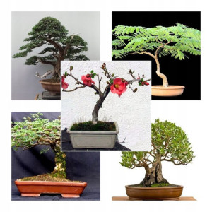 BONSAI KOLEKCJA NASION Nr1 Zestaw 4 opakowań