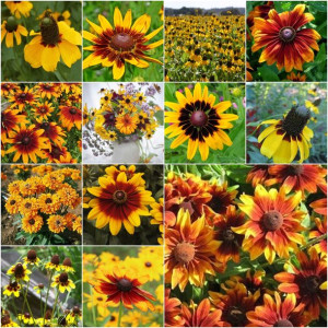 RUDBEKIA MIX najładniejszych gatunków nasiona