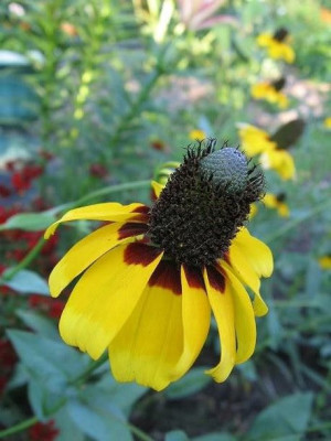 Rudbekia zaciskowa żółtokasztanowa nasiona