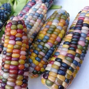 Kukurydza ozdobna MULTICOLOR HYBRIDS nasiona