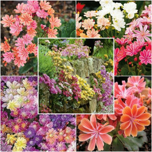 LEWISIA KOLEKCJA NASION Zestaw 3 opakowań