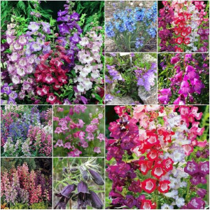 PENSTEMON mieszanka gatunków wieloletnich nasiona