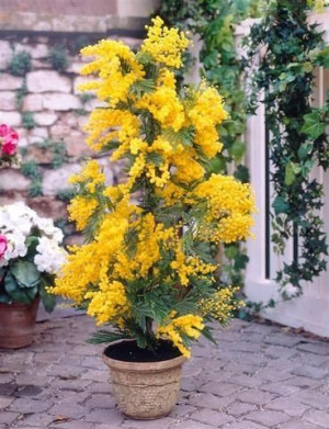 AKACJA SREBRZYSTA tarasowa lub na bonsai nasiona