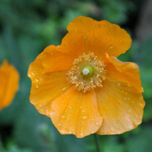 Mak himalajski AURANTIACA bylina nasiona