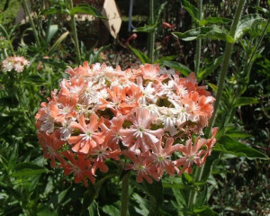 Firletka chalcedońska CARNEA bylina nasiona