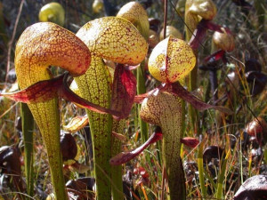 DARLINGTONIA roślina owadożerna MUCHOŁÓWKA nasiona