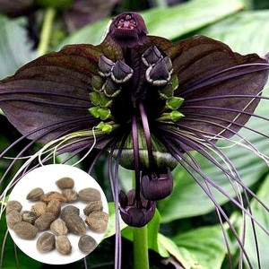 Tacca chantrieri KWIAT NIETOPERZ nasiona