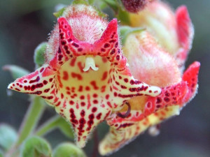 KOHLERIA ALLENII piękna roślina doniczkowa nasiona