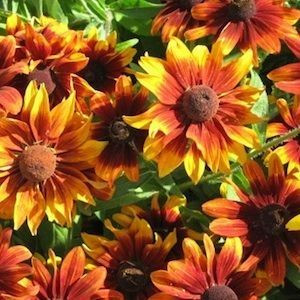 Rudbekia owłosiona ORANGE FUDGE miododajna nasiona