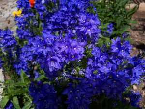 Przetacznik pagórkowy ROYAL BLUE bylina nasiona